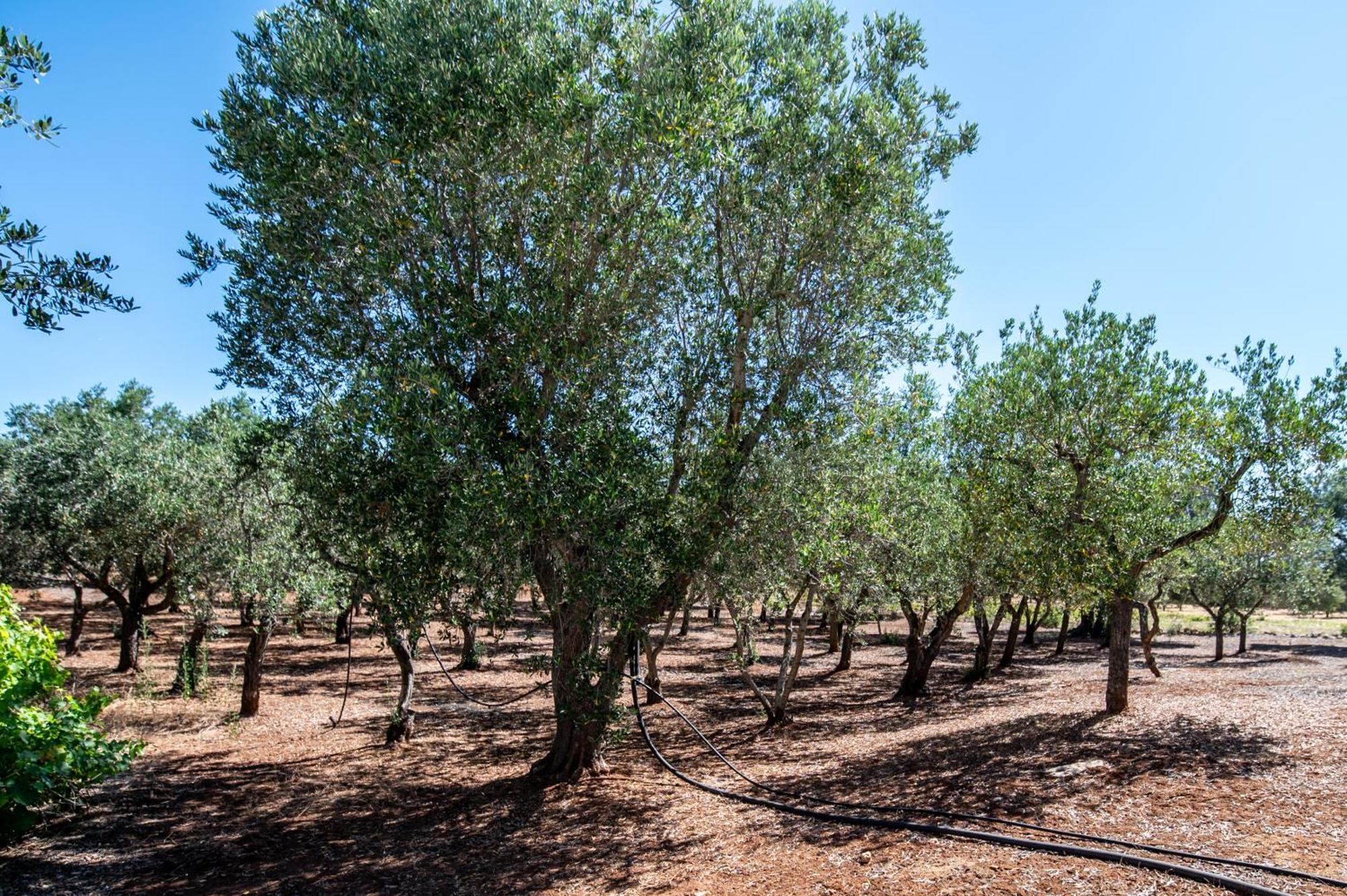 Trullo La Quercia Βίλα Ostuni Εξωτερικό φωτογραφία